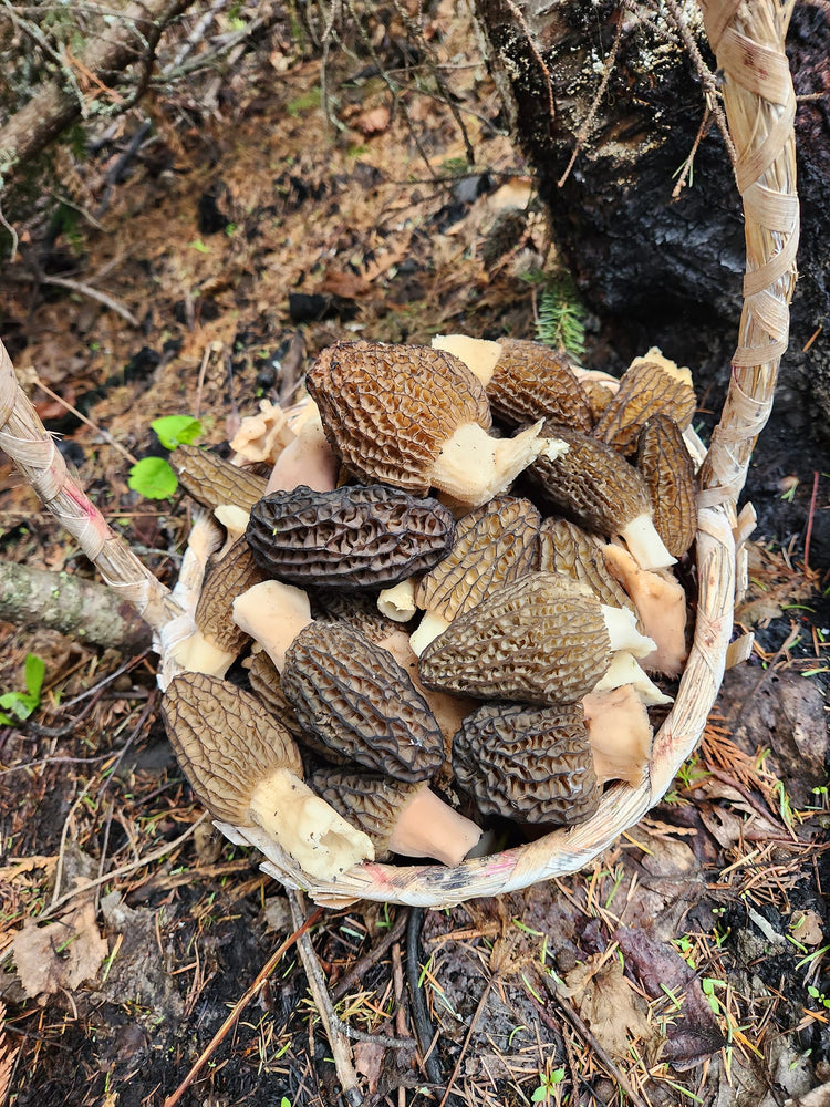 Wild Mushrooms