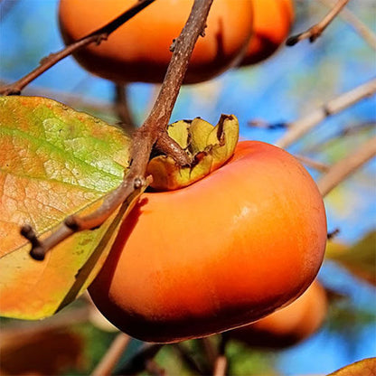 Hachiya Persimmons