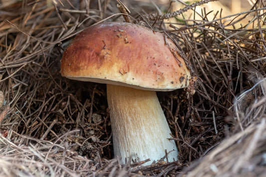 King Bolete