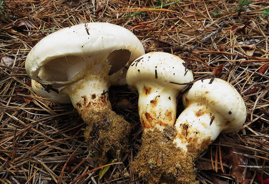 Pine Matsutake