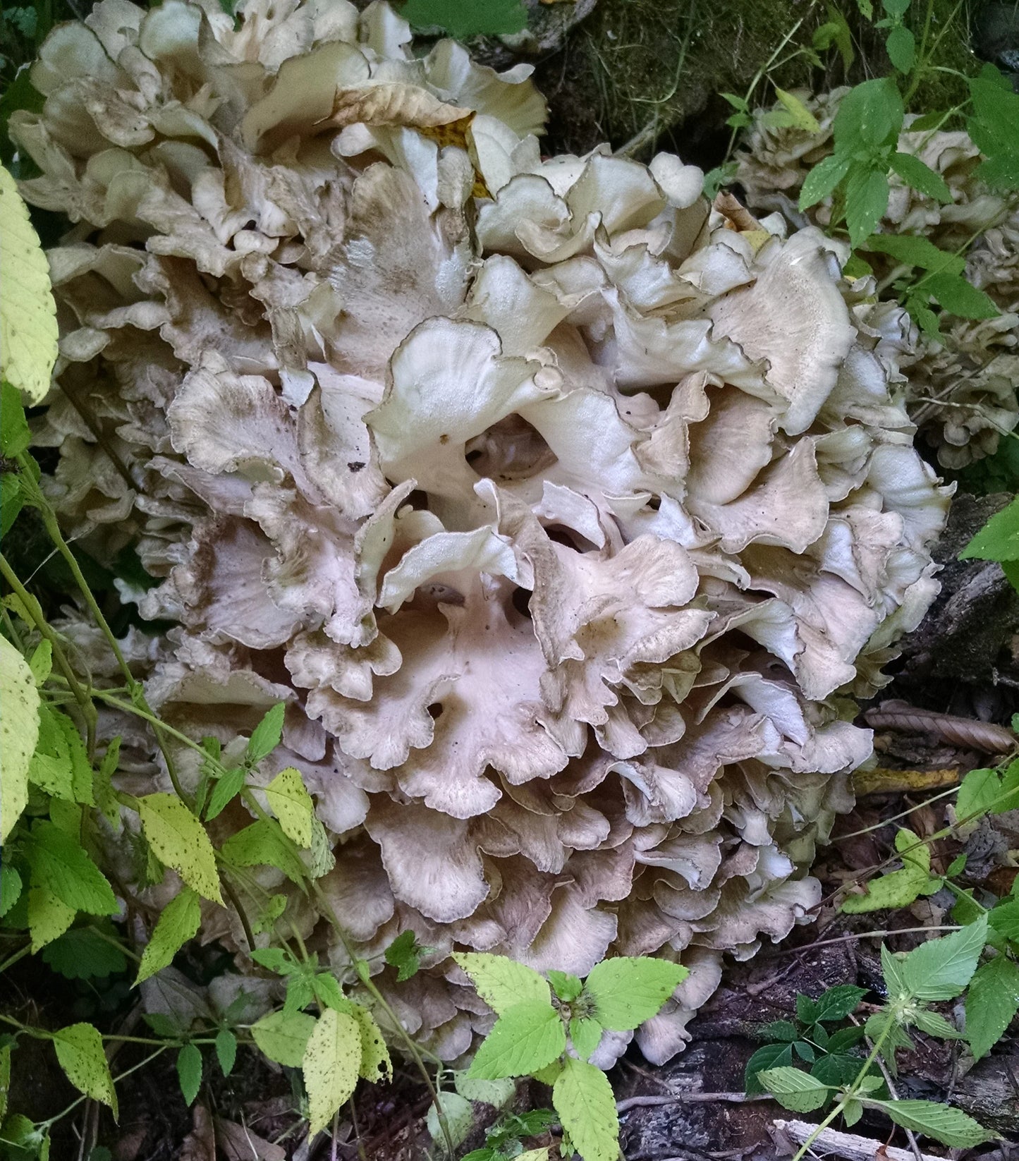 Maitake