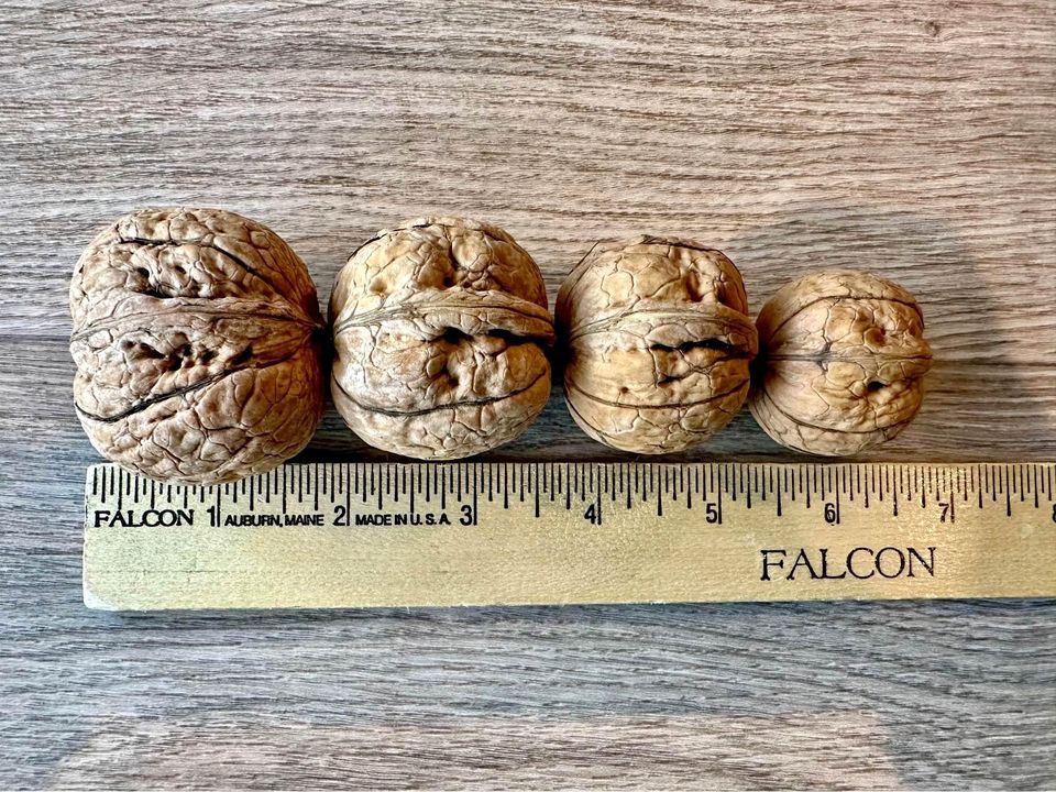 Walnuts