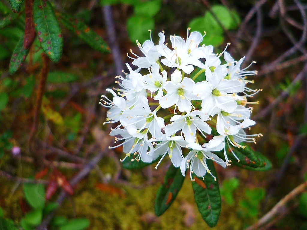 Labrador Tea