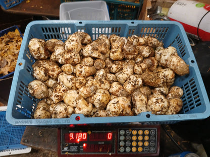 Pine Matsutake