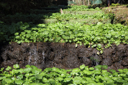 Wasabi Root