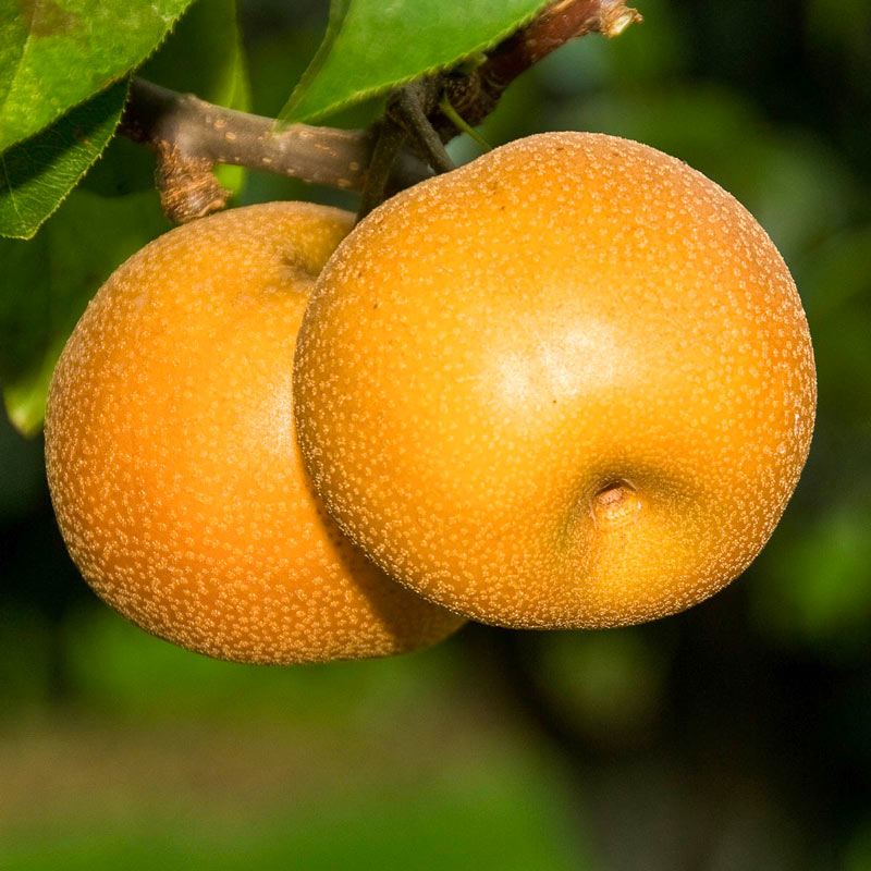 Hosui Pear