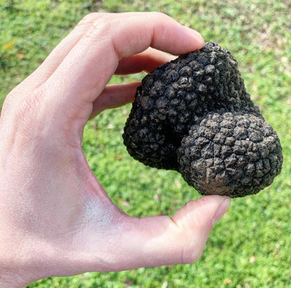 Périgord Black Winter Truffles