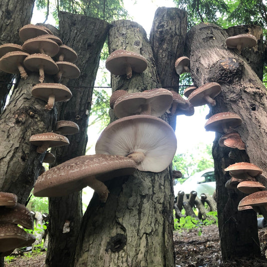 Log-Grown Shiitake