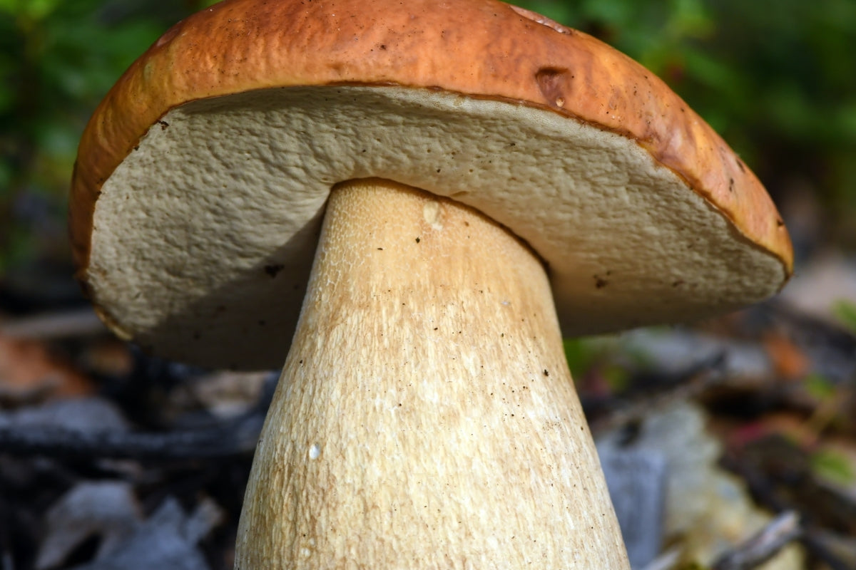 King Bolete