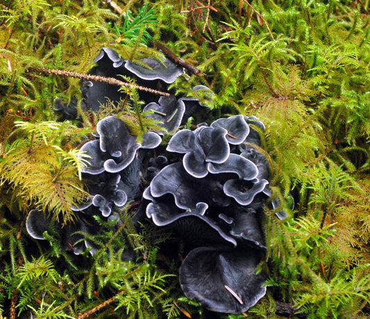 Blue Chanterelle