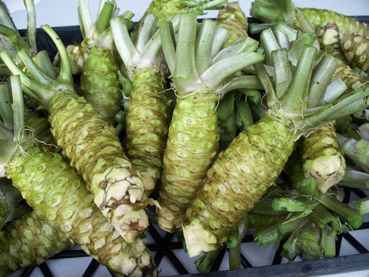 Wasabi Root