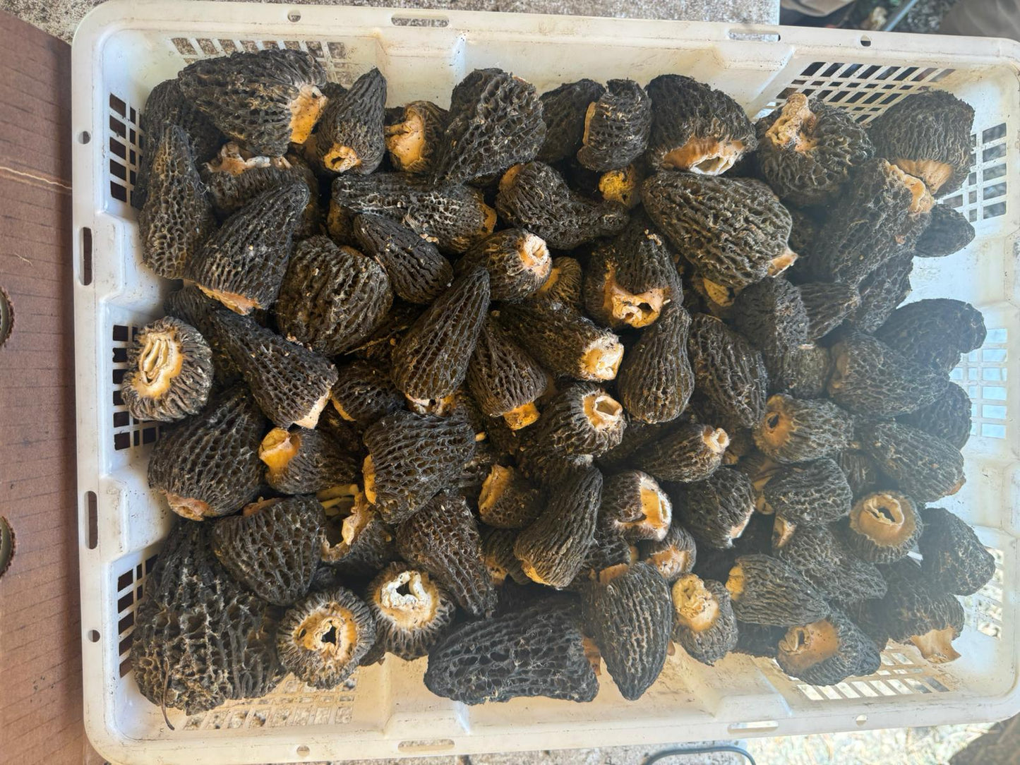 Morels