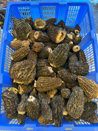 Morels