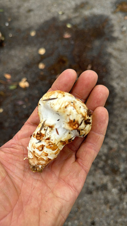 Pine Matsutake