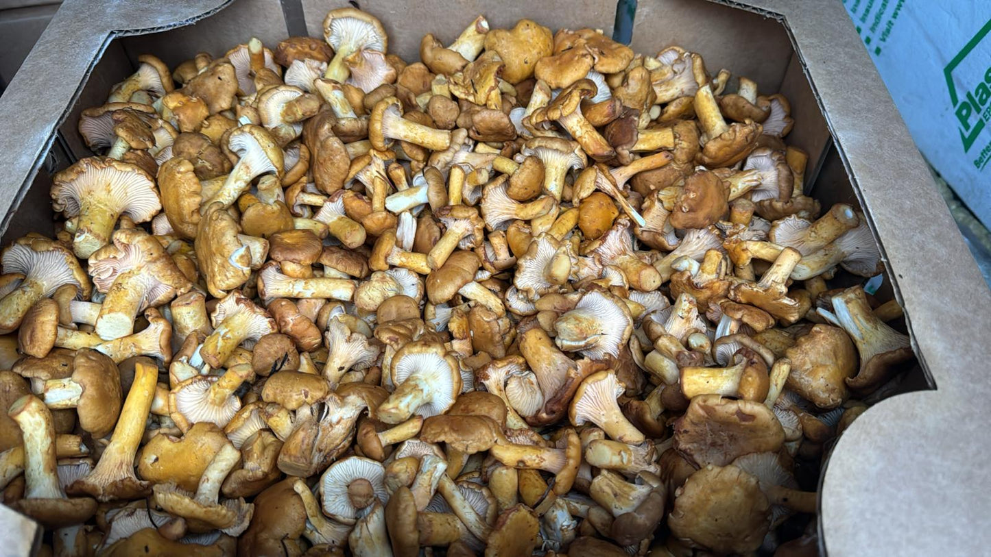 Button Chanterelle