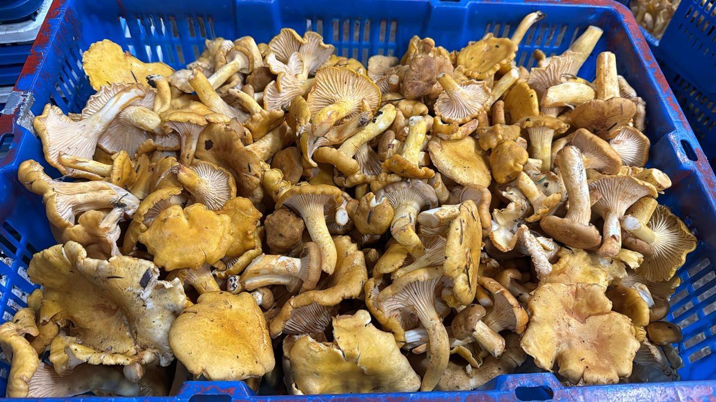 Golden Chanterelles