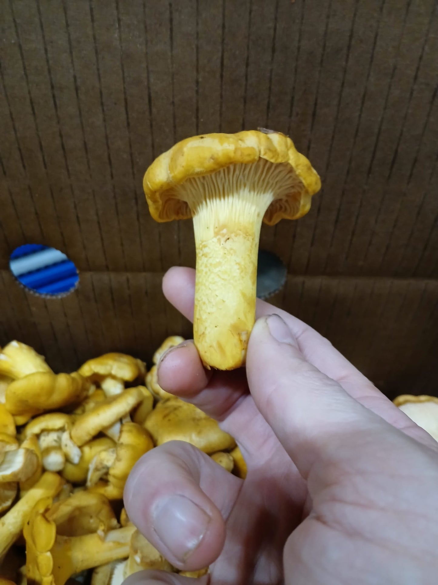 Button Chanterelle