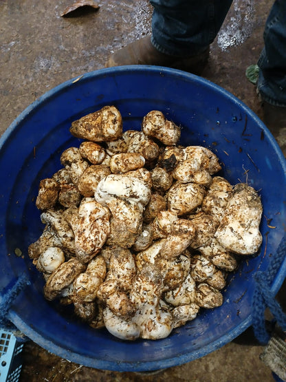 Pine Matsutake