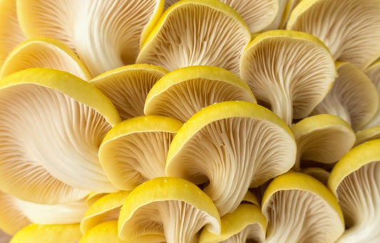 Yellow Oysters