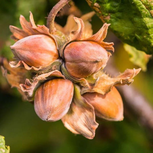 Hazelnuts