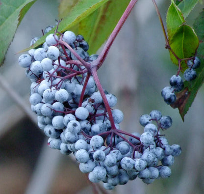 Blue Elderberry