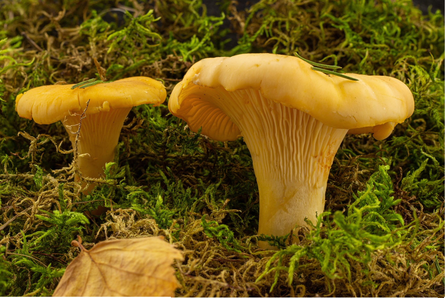 Golden Chanterelles