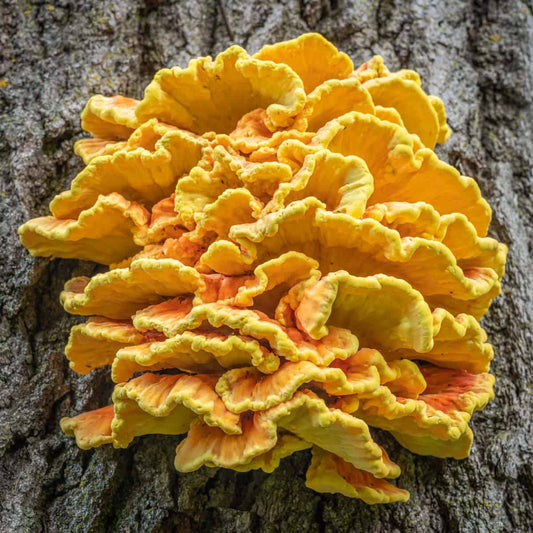 Chicken of the Woods