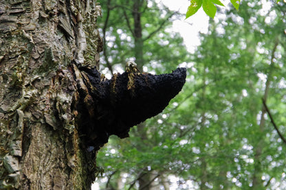 Chaga