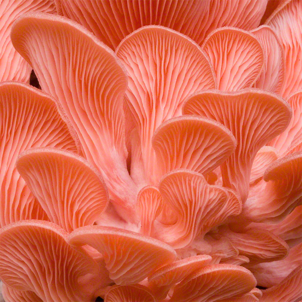 Pink Oysters