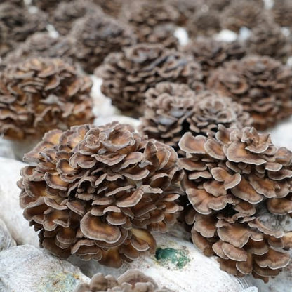 Maitake