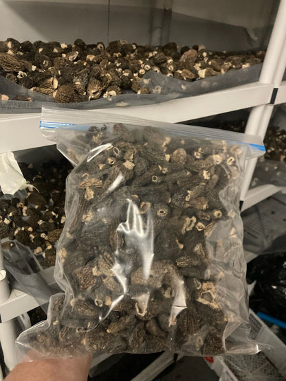 Dried Wild Morel