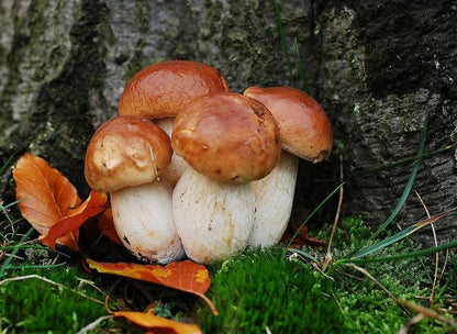 Porcini Bolete