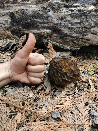 Morels