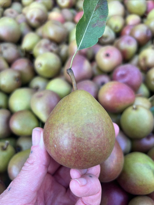 Seckel Pears