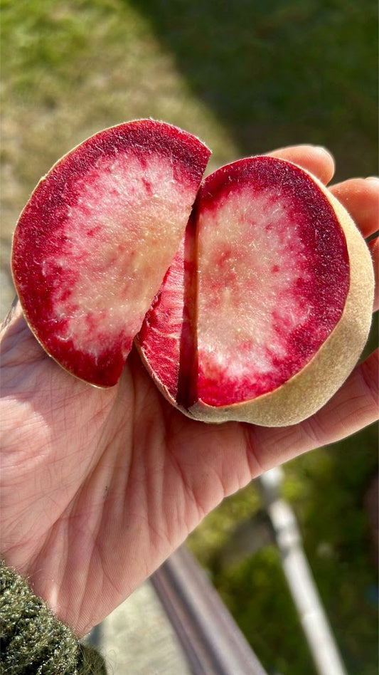 Blood Peach